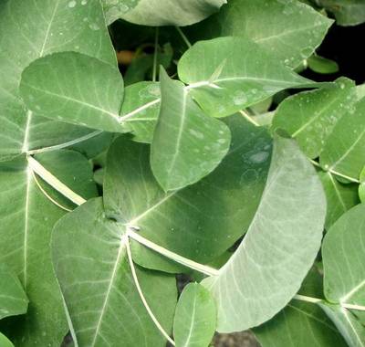 EUCALYPTUS GLOBULUS